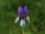 Schwertlilie (iris sibirica)