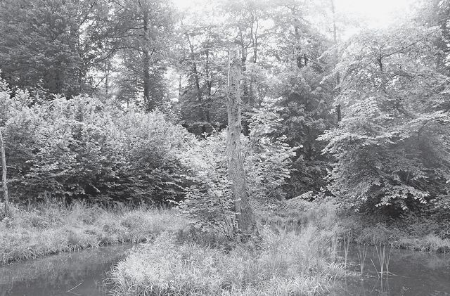 Im Kelleramt und in Zufikon diversifizieren angelegte Biotope die Vielfalt der Natur, aber auch der Landschaft. Bild: Vinzenz Brunner