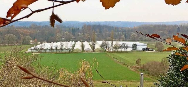Das einzige Gebiet in der Reusslandschaft, in dem Eggenwil das Aufstellen von Gewächshäusern erlaubt hat. Bild: AZ Freiamt 21.11.2018/CHR
