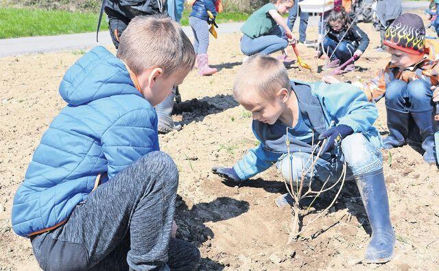 Die Eggenwiler Schüler zeigten beim Einpflanzen grosses Engagement. Bild: BBA 29.03.2019/Roger Wetli