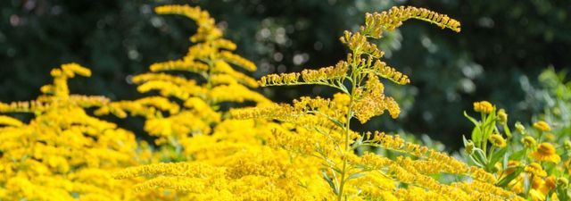 Gebietsfremde Pflanzen und Tiere, die sich bei uns stärker ausbreiten als in ihrer Heimat, können verschiedene Probleme bereiten. Bild: Homepage Kanton Aargau