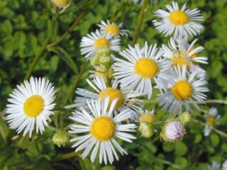 Das Einjährige Berufkraut (Erigeron annuus) sieht zwar schön und harmlos aus, ist aber ein ausserordentlich invasiver Neophyt, der sich aktuell stark ausbreitet und dabei auch seltene Pflanzenarten verdrängt.
