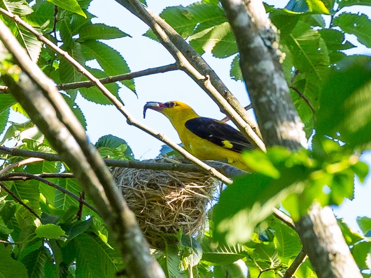 Eisvogel, Pirol oder Flussregenpfeifer? Unter www.naturzentrum-thurauen.ch findet sich eine Übersicht, welche Tier- und Pflanzenarten in den Thurauen und auf dem Erlebnispfad des Naturzentrums im aktuellen Monat beobachtet werden können. Bild: Naturzentrum Thurauen/Titelbild Pirol
