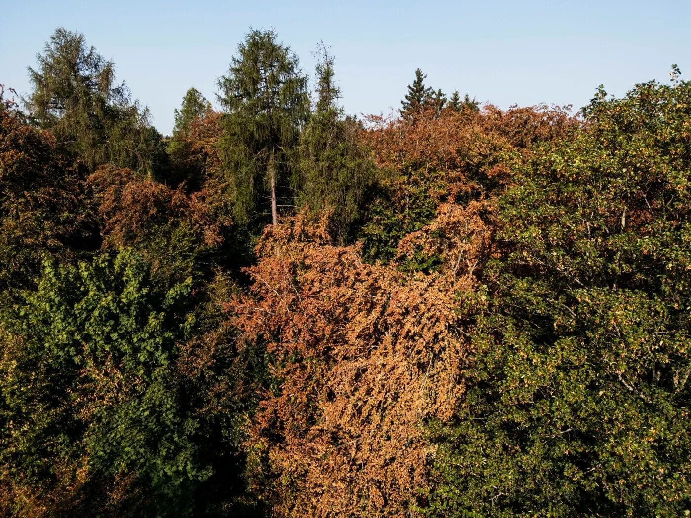 Trockenheit macht den Wald zur Gefahrenzone. Bild: SWI swissinfo.ch/© KEYSTONE / CHRISTIAN BEUTLER Trockenheit macht den Wald zur Gefahrenzone. Bild: SWI swissinfo.ch/© KEYSTONE / CHRISTIAN BEUTLER