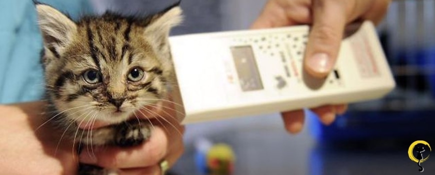 Eine Katze kann entlaufen, einen Unfall haben oder sich verirren. Wird sie aufgefunden und beim Tierarzt oder in einem Tierheim abgegeben, wird kontrolliert, ob die Katze gechippt ist. Diverse Polizeistationen sowie einige Gemeinden, so auch der technische Dienst Eggenwil, verfügen über ein Chip Lesegerät. Ist die Katze gechippt kann der Eigentümer schnell ausfindig gemacht und das Tier an seine Halter zurückgegeben werden. Allerdings müssen die Halter sicherstellen, dass die Implantation der Microchip-Nummer bei ANIS registriert ist – ein Chip ohne Registrierung ist leider nutzlos. Bild: katzenfreunde-schweiz.ch